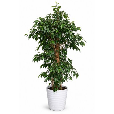 Ficus Danielle Elegance