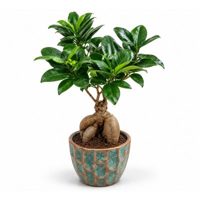 Ficus Ginseng Bonsai