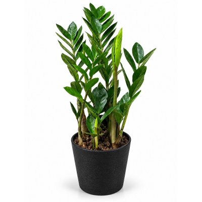 Zamioculcas Smaragdový lesk