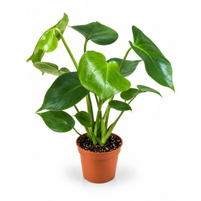Monstera Grüner Start