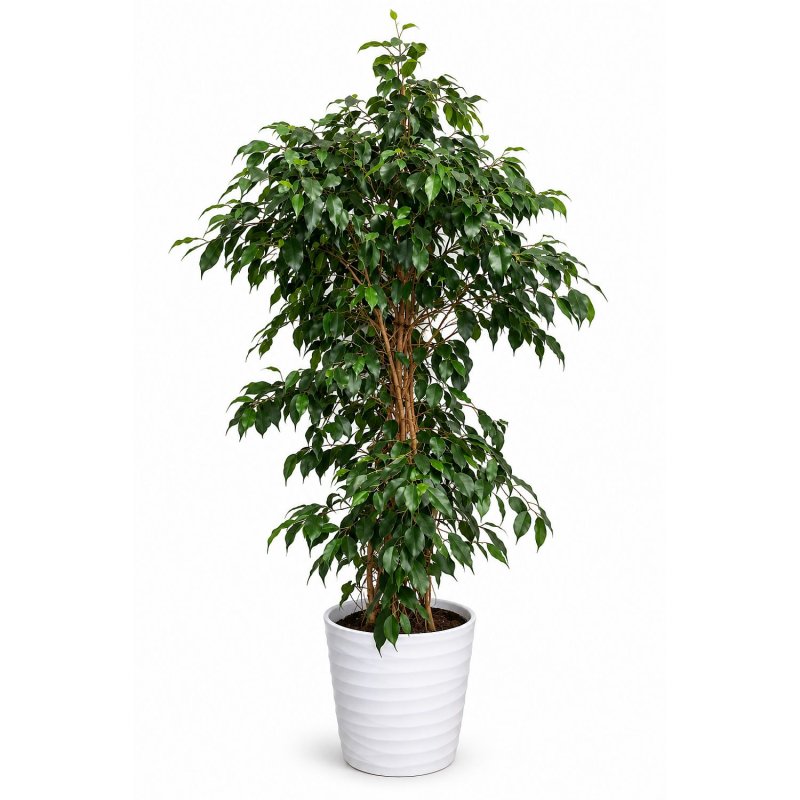 Ficus Danielle Elegance