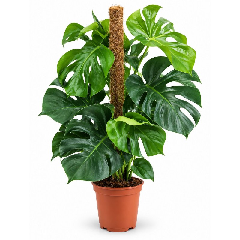 Monstera Zelený monument