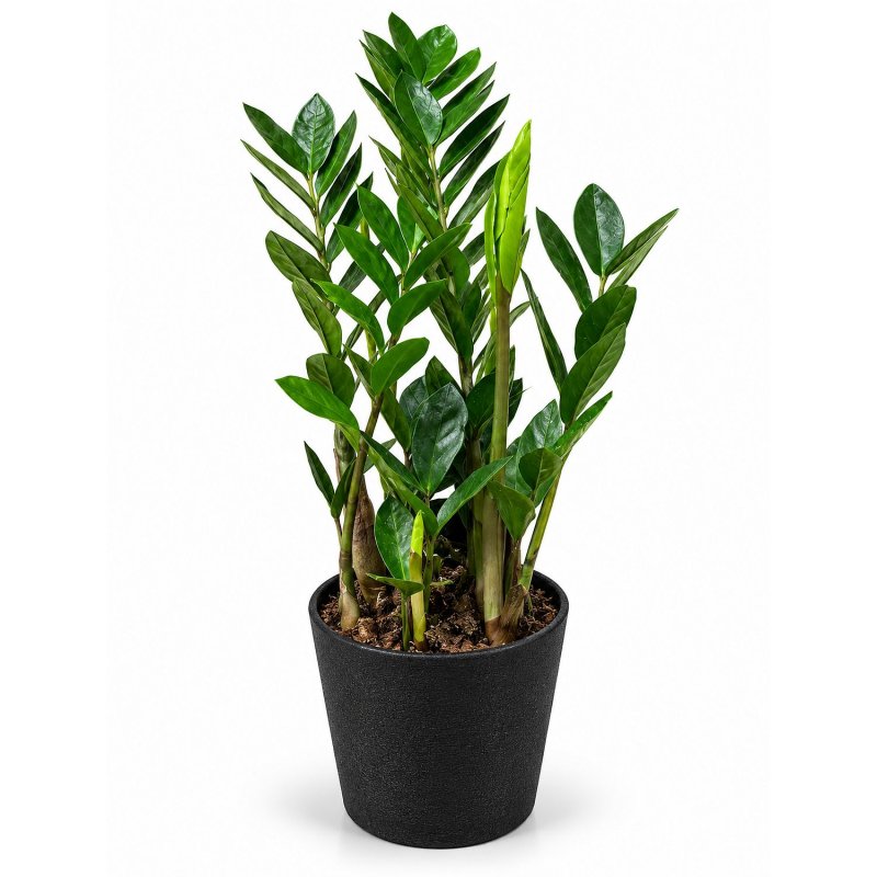 Zamioculcas Smaragdový lesk