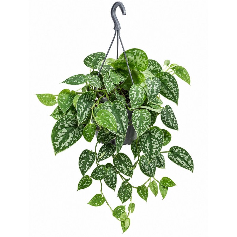 Silver Satin Vine