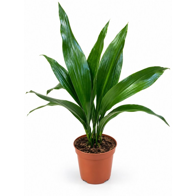 Aspidistra Zelená elegance