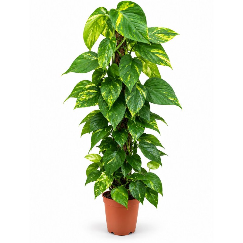 Epipremnum Zlatý sloup