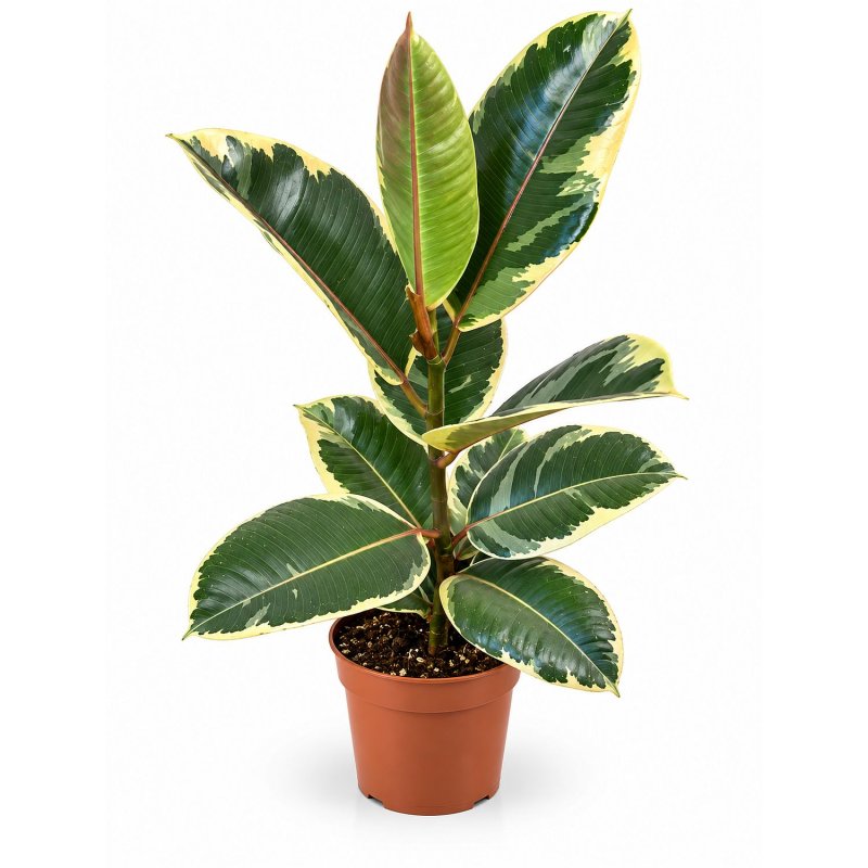 Ficus Krémová kresba