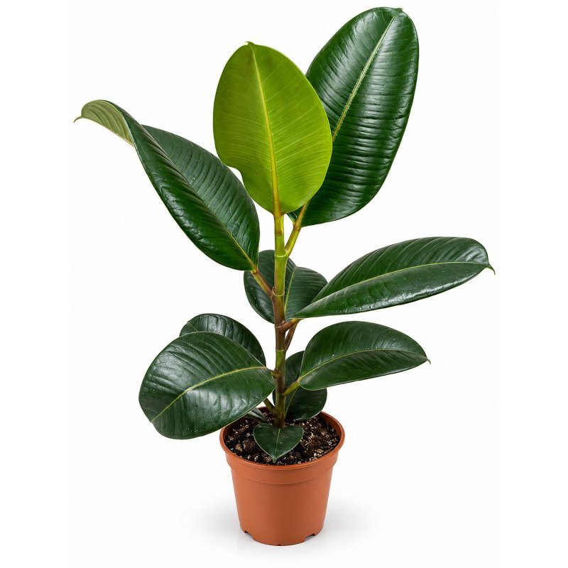Ficus Smaragdová síla
