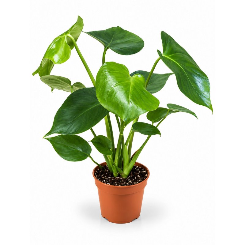 Monstera Zelený začátek