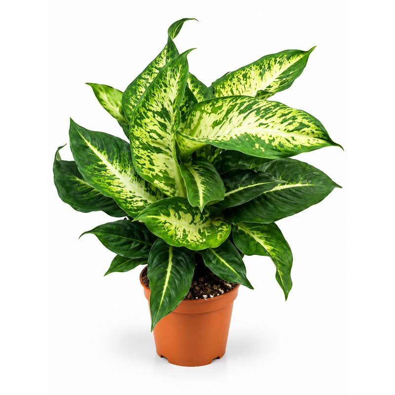 Dieffenbachia Zelený mramor